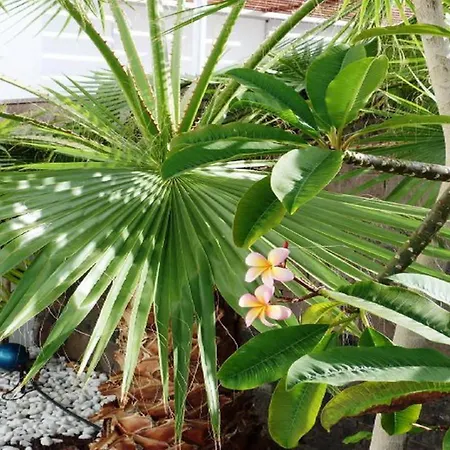 Villa 5-bedroom In Playa Del Duque Costa Adeje (Tenerife)